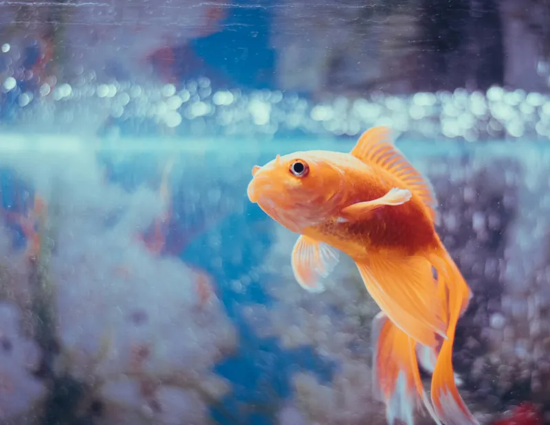 Your Pet Goldfish Remembers More Than You Think — Science Just Proved the Three-Second Memory Myth Wrong